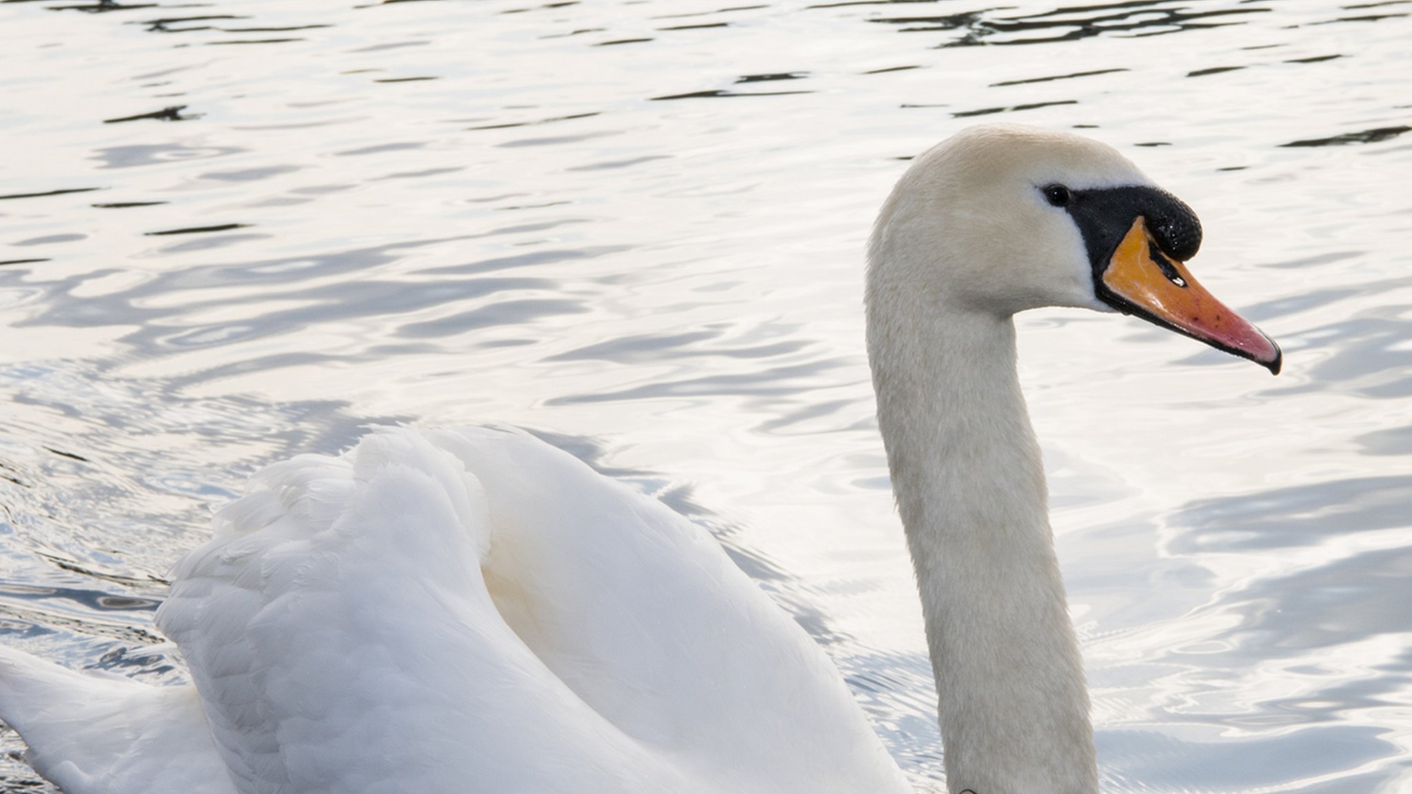 Swan left 'gasping for breath' when it became tangled in discarded fishing  line - Northants Live