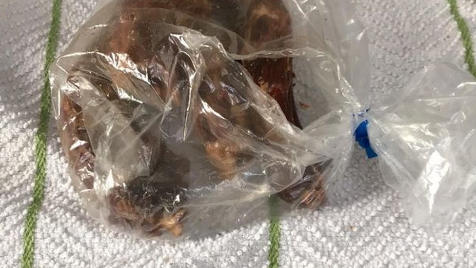 are dried duck necks safe for dogs