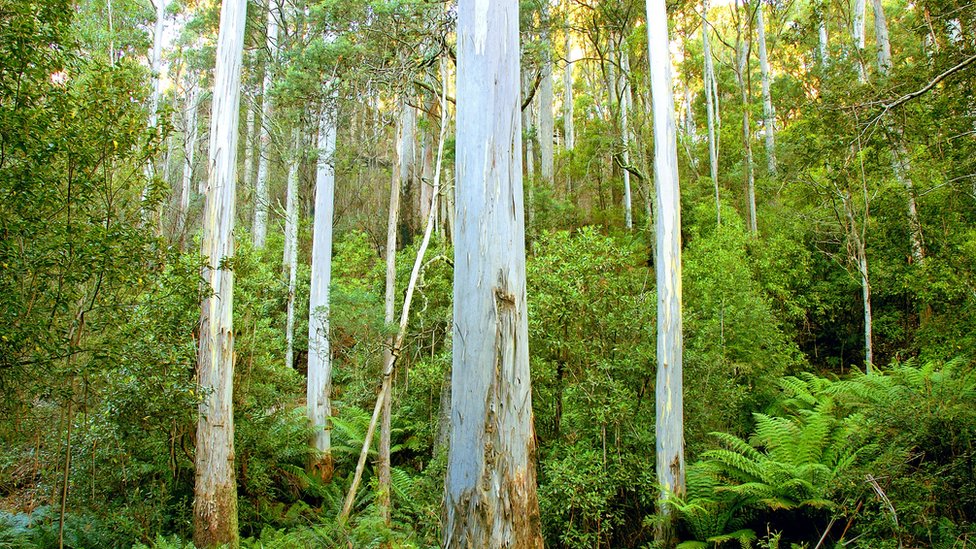 australian trees
