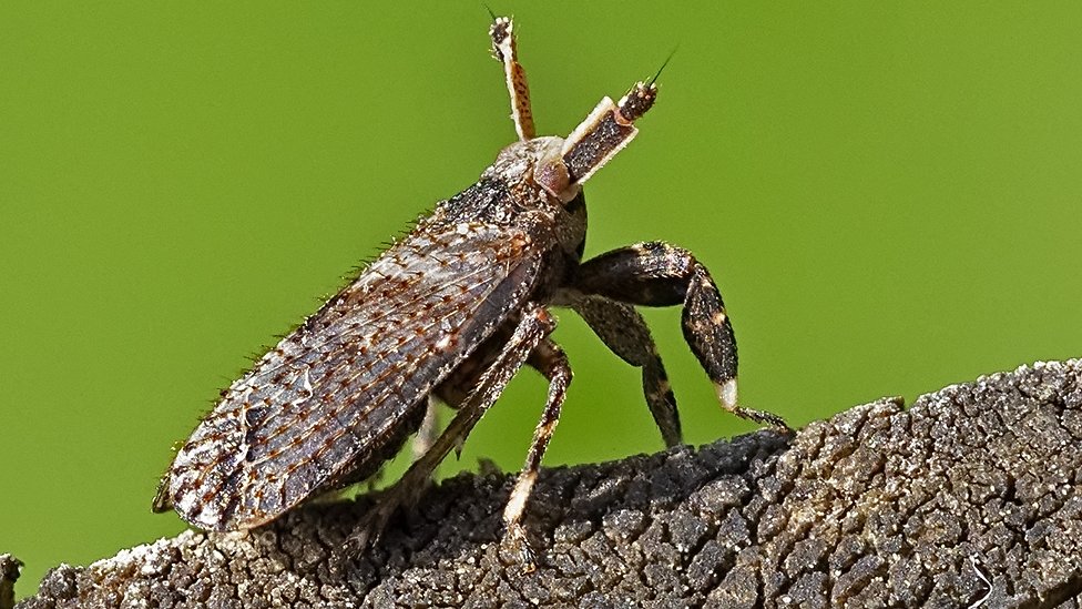 Asiraca clavicorni на садовом заборе