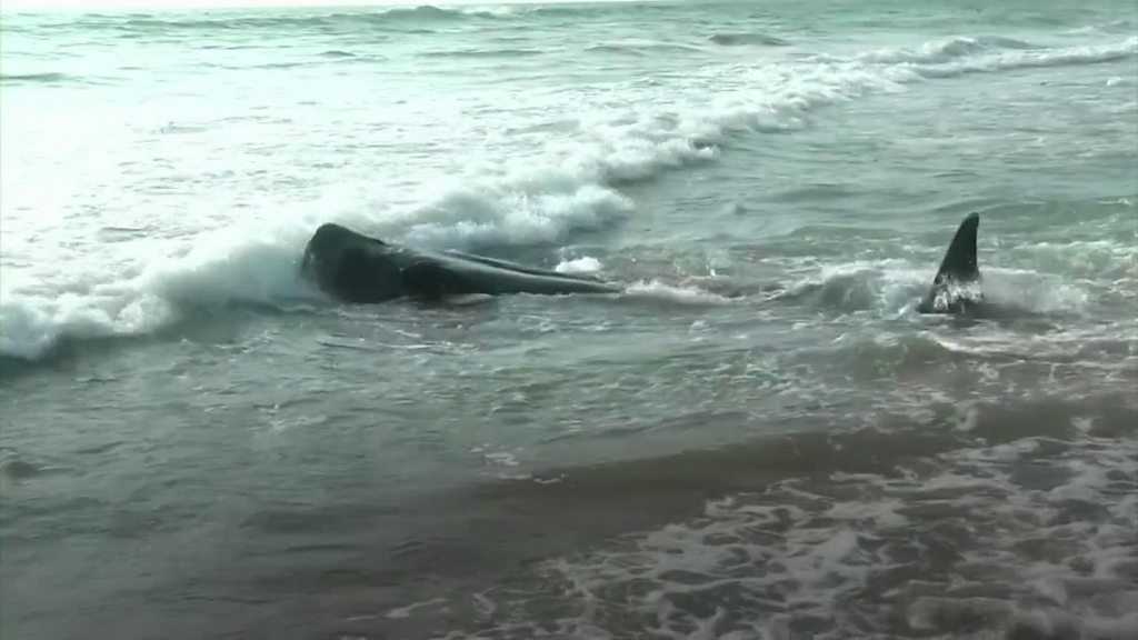 Sri Lanka: Rescuers rush to save beached pilot whales