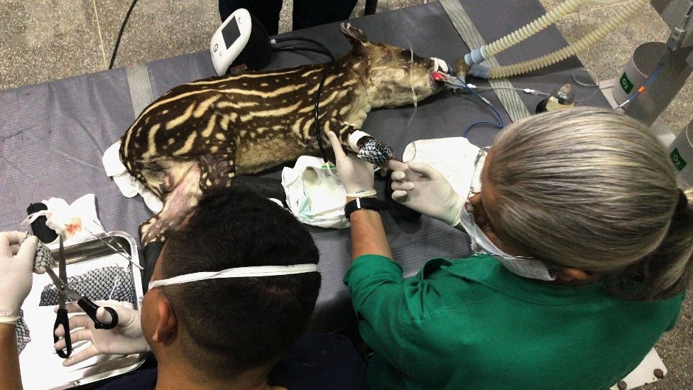 Vets operate on a tapir cub burned during the Pantanal fires