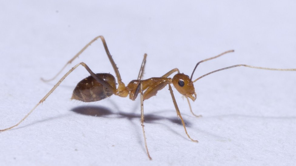 crazy ants invasion
