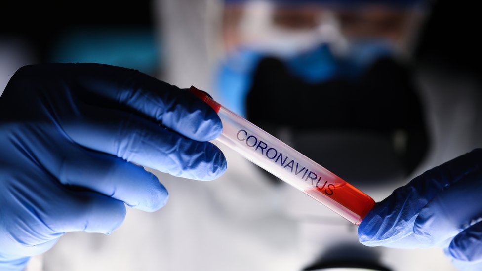 Coronavirus: "inmunidad del rebaño" y otros términos clave sobre el  covid-19 - BBC News Mundo