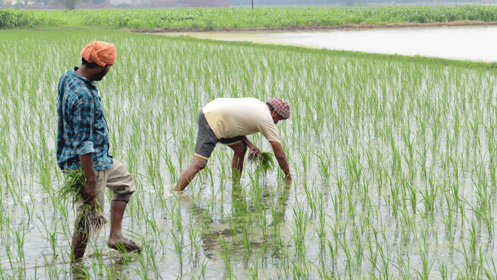 Фермеры сажают в сельских районах Индии