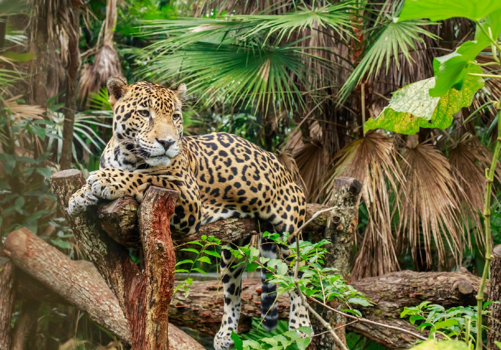 Foto de archivo de un jaguar en Sudamérica en 2014.