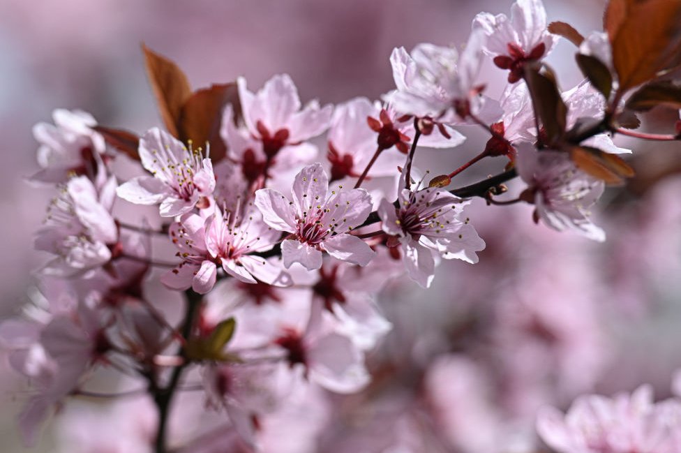 The blossoming branches of the trees in Dikmen Valley as the spring arrives in Turkish capital Ankara on April 02, 2024.