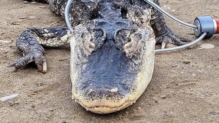 New York alligator captured in Brooklyn's Prospect Park - BBC News