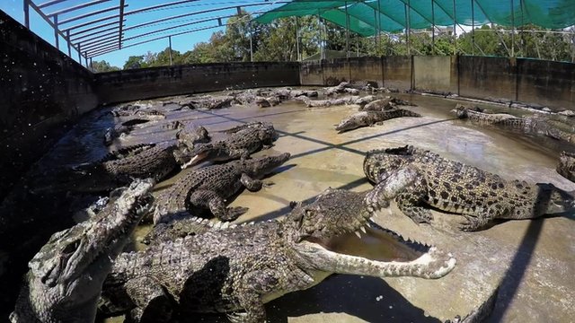 Australian crocodile farms bought by fashion industry - BBC Newsround