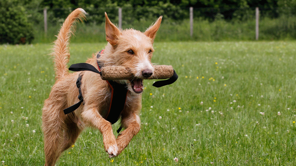 Al perder peso los animales naturalmente se volvieron más activos. Perro corriendo