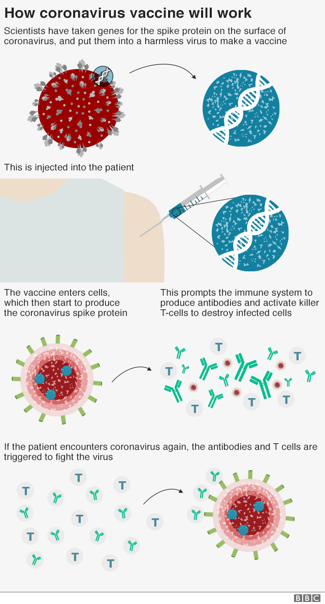 How the coronavirus vaccine works: The vaccine is made from a weakened version of a common cold virus (known as adenovirus) from chimpanzees that has been modified to not develop in humans .  Scientists then added genes for the coronavirus spike surface protein.  This should prompt the immune system to produce neutralizing antibodies, which would recognize and prevent any future coronavirus infection.