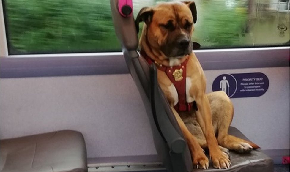 Bradford bus dog set for new home after viral photo BBC News
