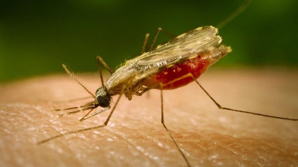 A mosquito bites a person