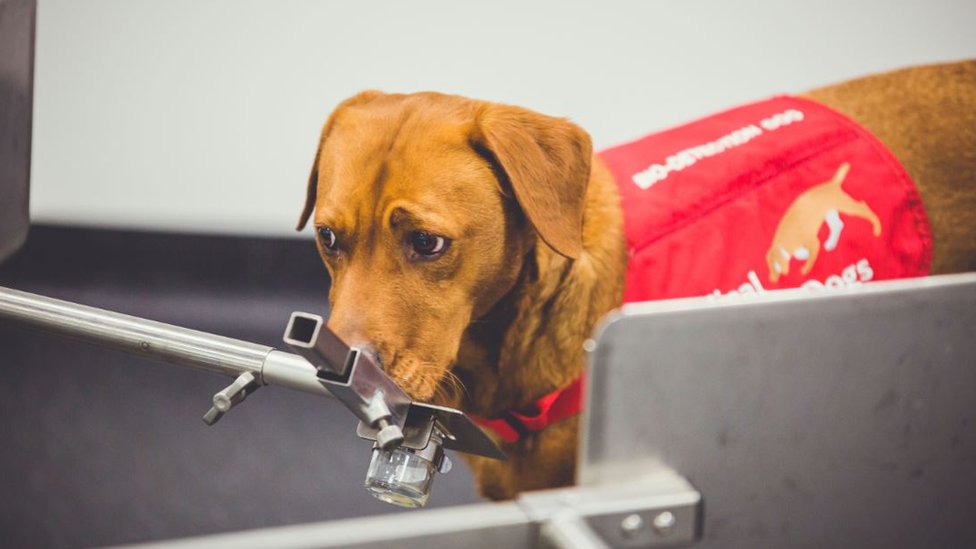 Dogs From Milton Keynes Charity Trained To Sniff Out Prostate Cancer Bbc News