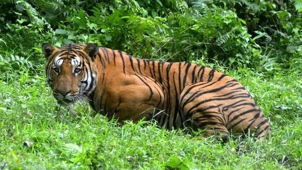 Kraljevski bengalski tigar u džungli u Kaziranga nacionalnom parku, istočno od Guvaratija