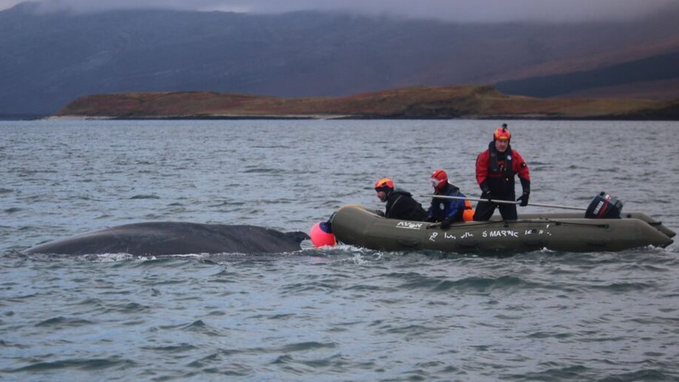 Scottish tests of 'whale-friendly' fishing creels