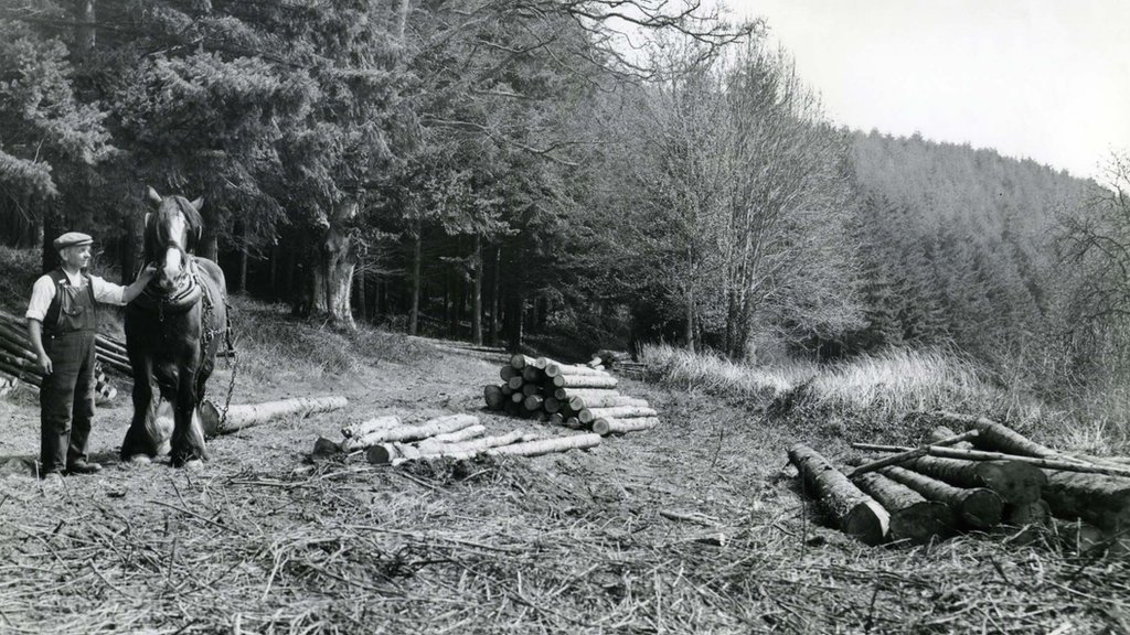 Tiffany Francis Baker How Forests Shaped Our Literary Heritage And Inspired A Nation Bbc News