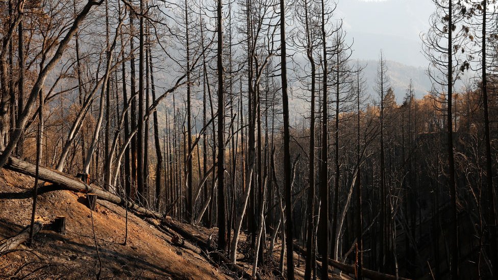 ABD'nin California eyaletinde Eylül 2020'de başlayan yangınlar 800 bin hektardan büyük bir alanda hasara yol açtı.