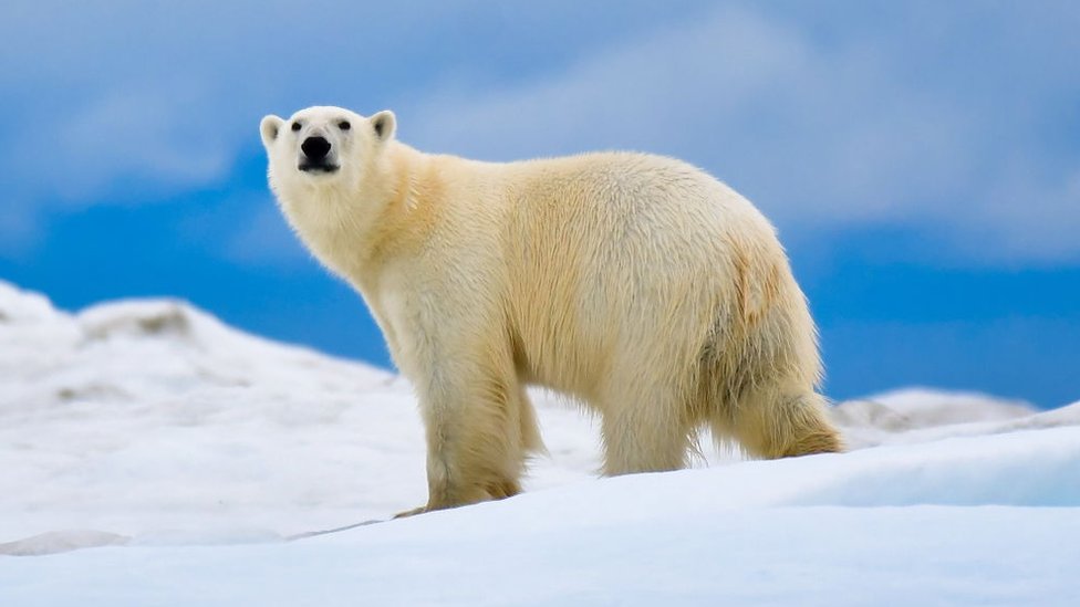 Oso polar en la Isla Wrangel