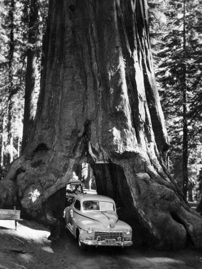 Imagen de archivo de 1955