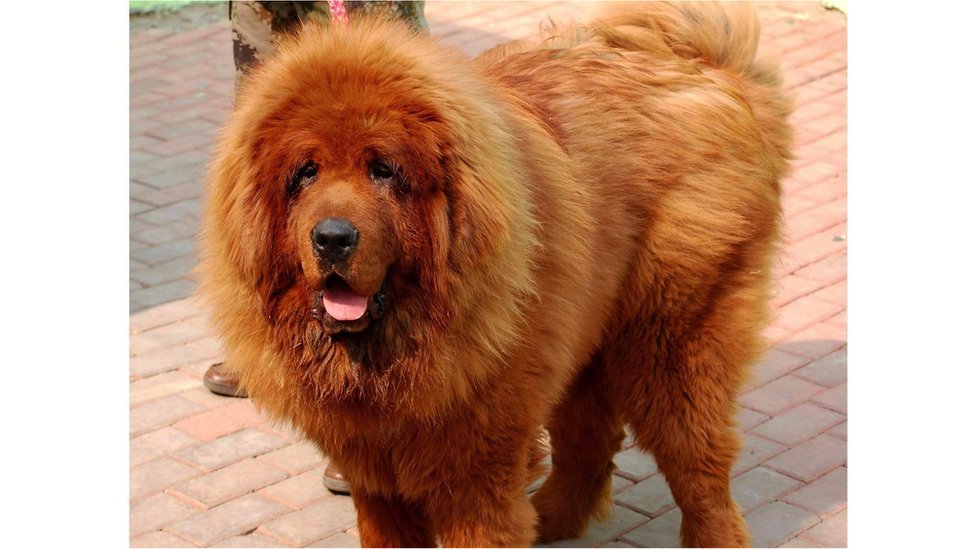 빅 스플래시라는 이 개는 중국 출신 구매자에게 기록적인 가격으로 거래됐다