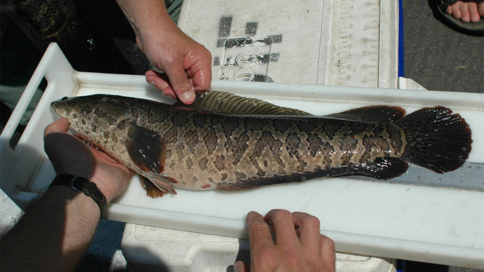 قياس طول سمكة رأس الأفعى