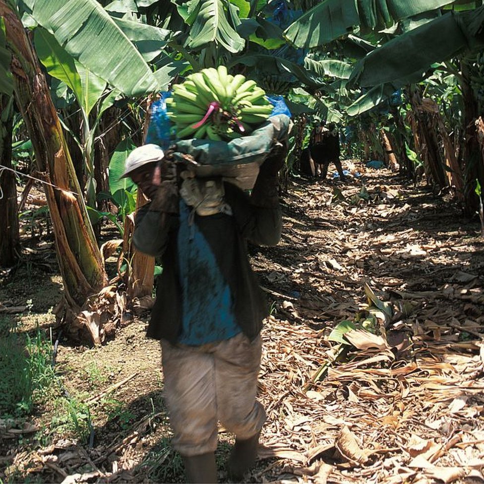 Banana plantation worker