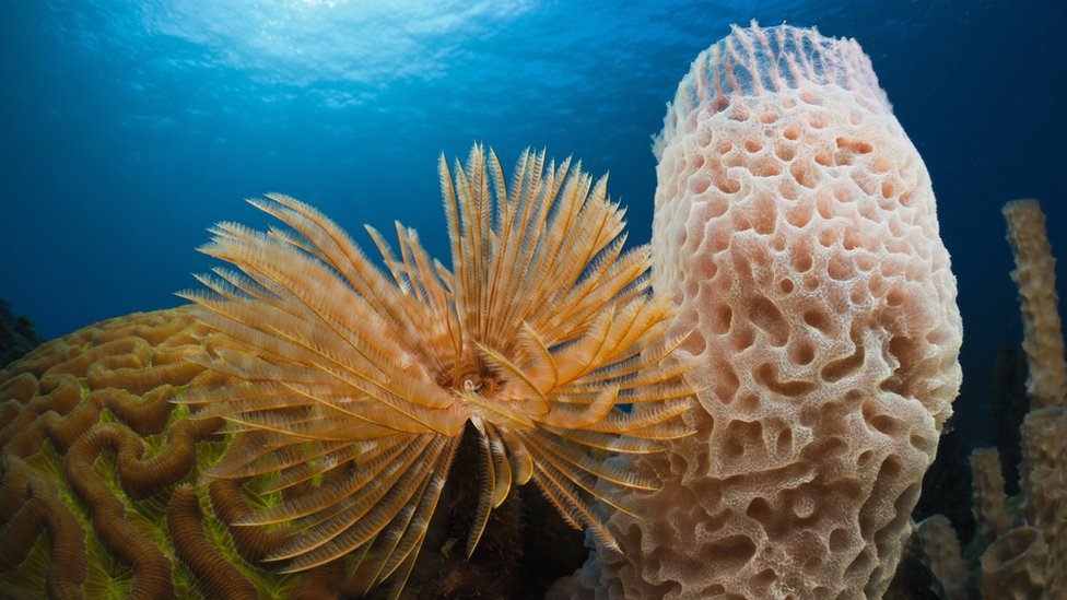 Imagen submarina de esponja tubular y otros corales