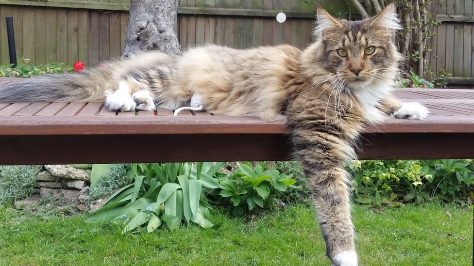 Appeal As Exning Maine Coon Cat Shot With Air Gun c News