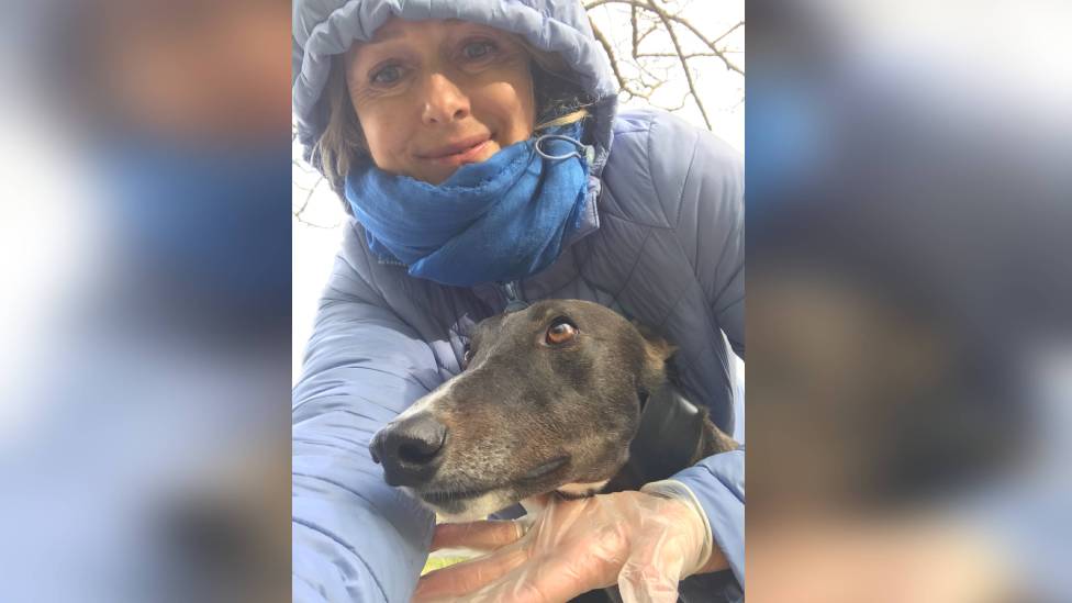 quay canine dog walking services