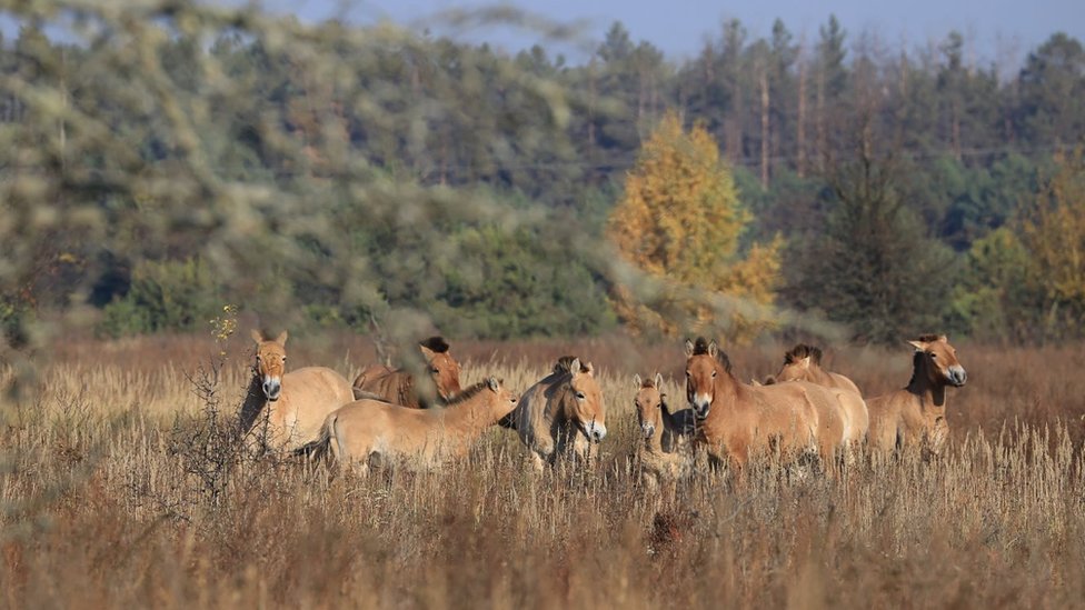 Los caballos de Przewalski en la zona de exclusión de Chernobyl.