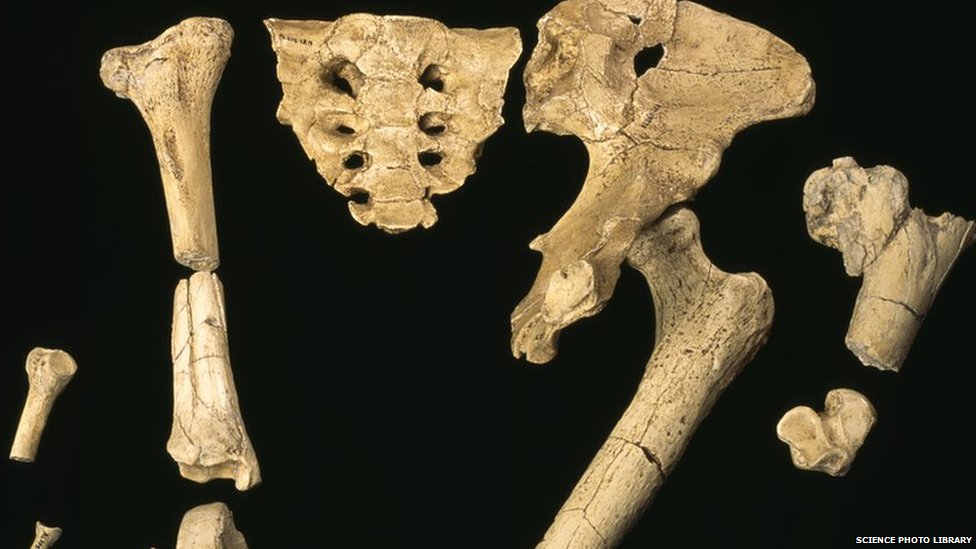 Кости от скелета "Люси", молодой самки Australopithecus afarensis hominid