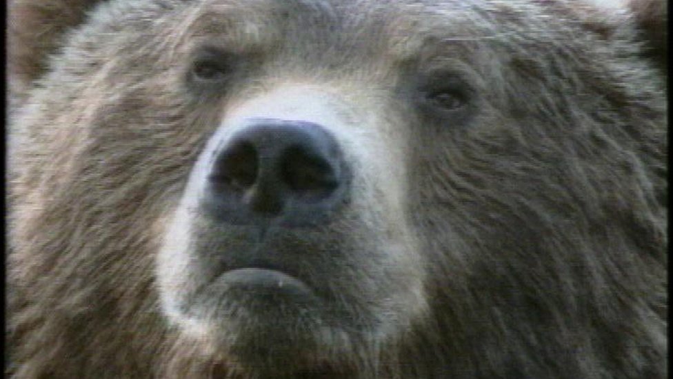 bear closeup