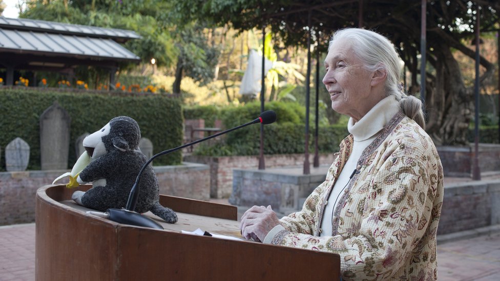 Jane Goodall animó a Patricia Simonet a investigar. Jane Goodall