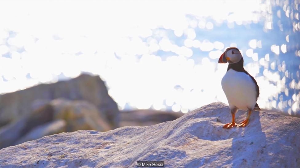 La protección a las aves marinas es una de las tareas a cargo de los vigilantes del faro de Machias Seal. Un ejemplar de frailecillo en Machias Seal Foto: Mike Rossi