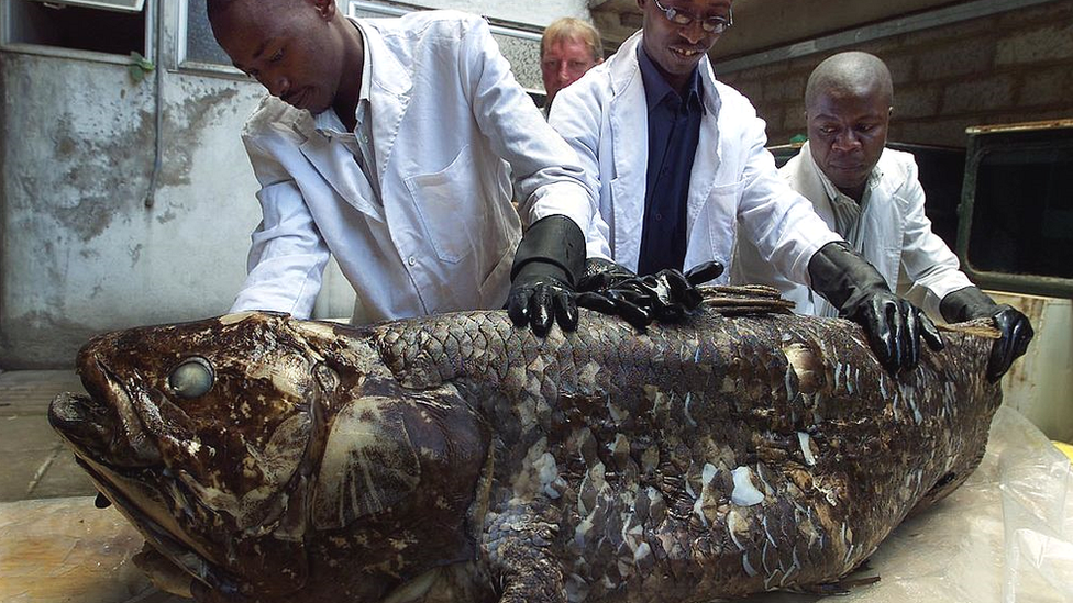El personal del Museo Nacional de Kenia muestra un celacanto capturado en 2001