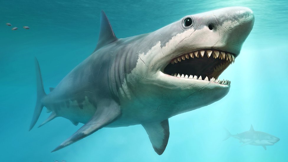 An illustration that reconstructs the image of the megalodon.