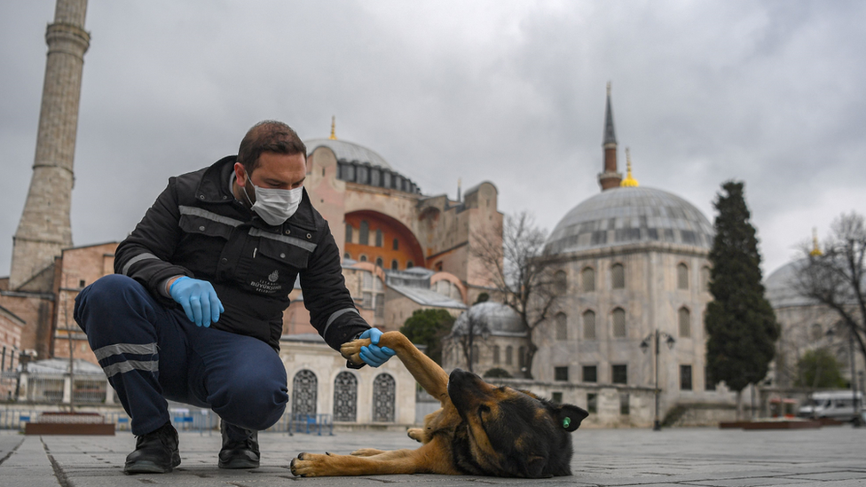 Сотрудник города Стамбул ухаживает за бездомной собакой 2020