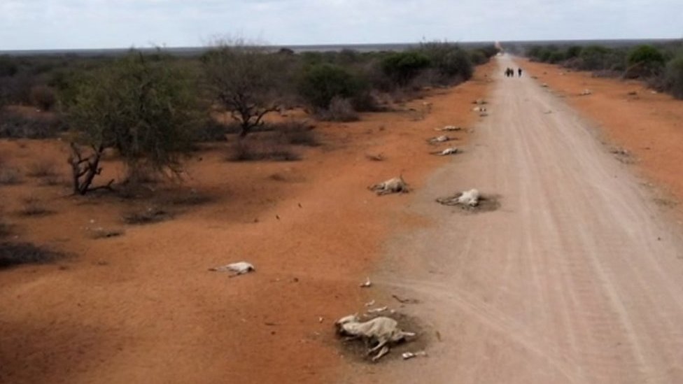 The drought ravaging East African wildlife and livestock