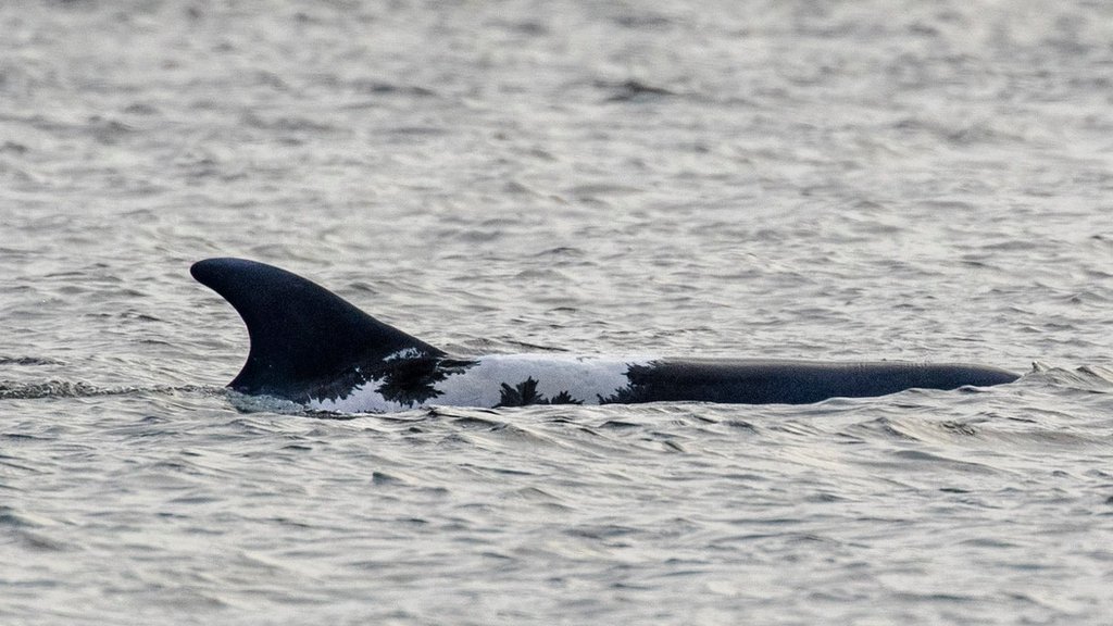 Moray Firth's sunburned dolphin returns from Ireland