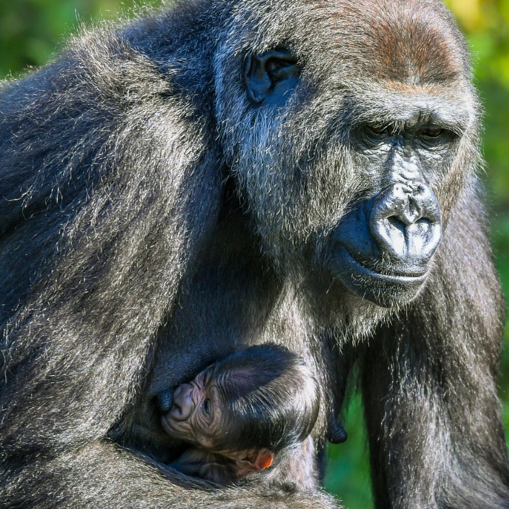 Kala the western lowland gorilla and her baby