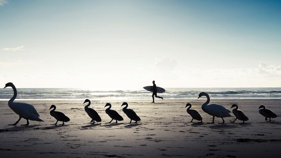 Семья Лебедей на пляже Перранпорт
