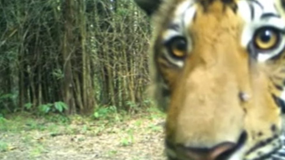 Tiger sightings increase in Thai forest