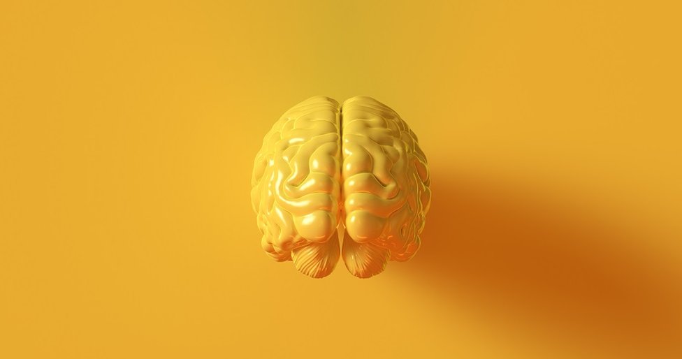 Anatomski model mozga