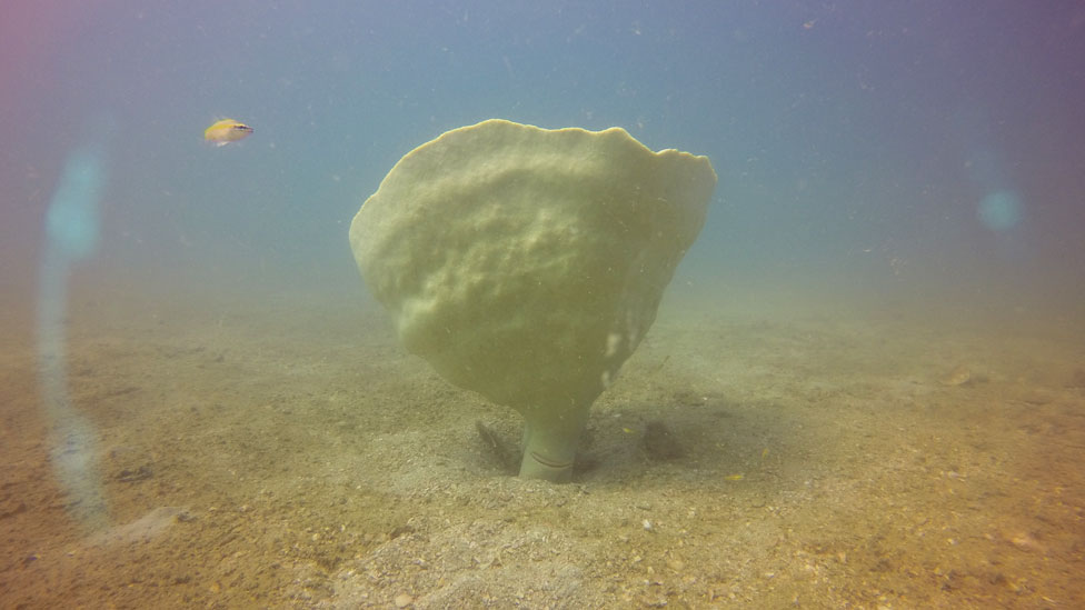 Copa de Neptuno anclada al fondo marino