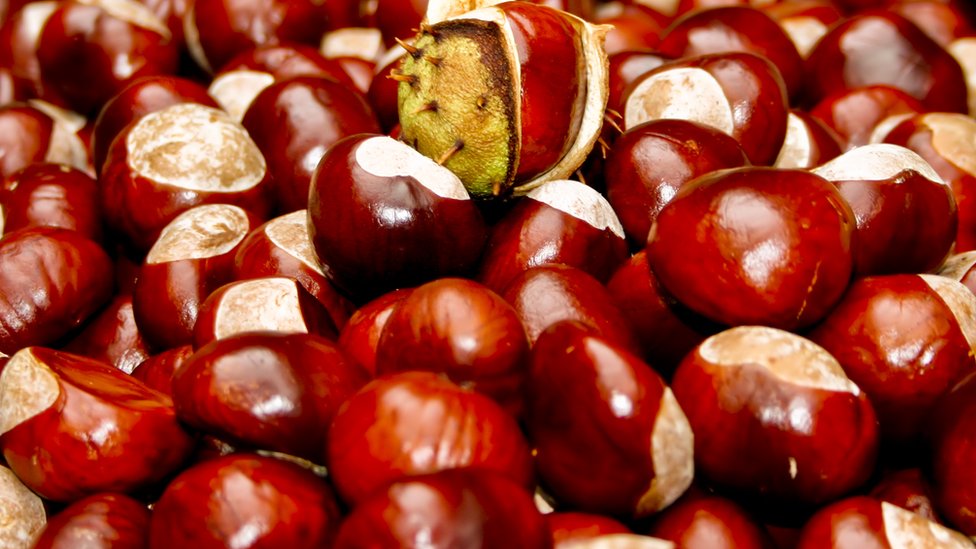 Las castañas eran para ayudar a propulsar los proyectiles... mejor no decírselo a los niños. catañas de indias