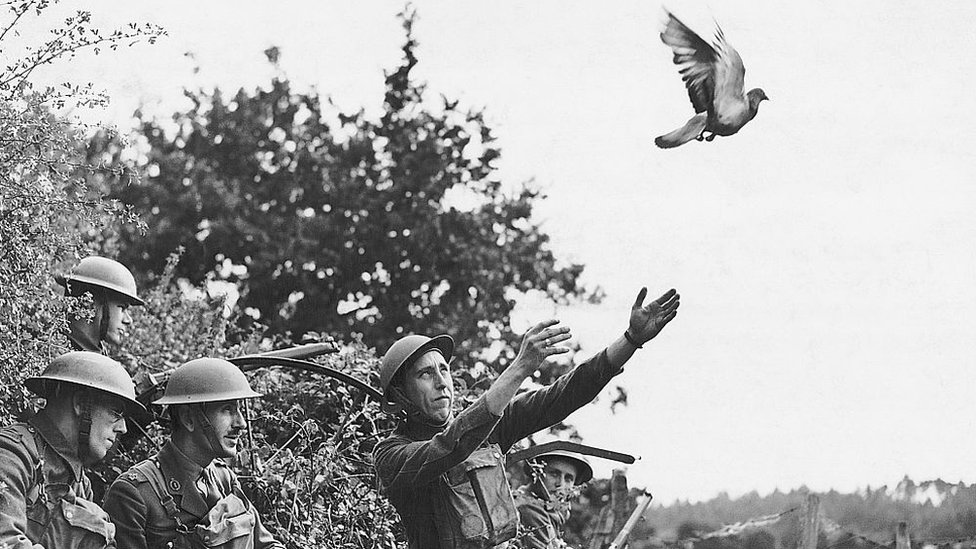 Soldados britânicos enviando um pombo-correio