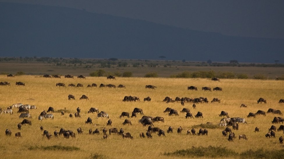 La gran migración anual Serengueti-Masái Mara es la migración de animales salvajes más grande del mundo. Gran migración anual
