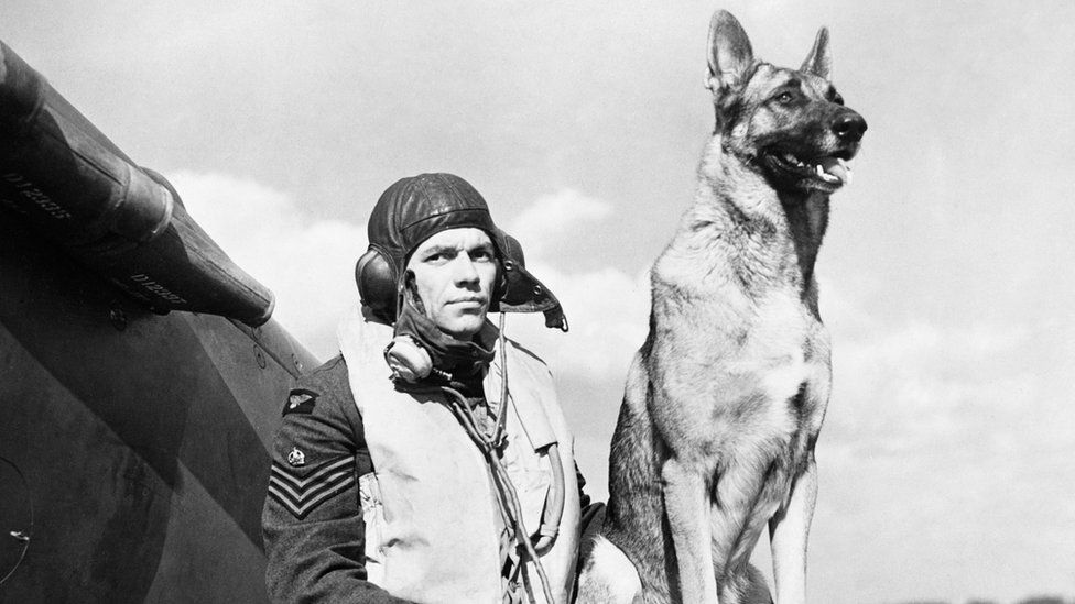 пилот и собака
