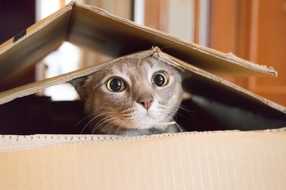mačka u kartonskoj kutiji